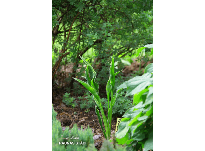 Hosta   'Praying Hands'